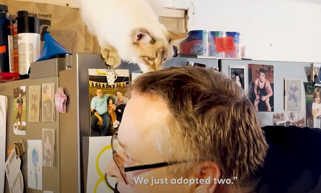 猫