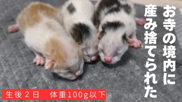 【ミルボラ記録】生後2日で100g未満…お寺の境内にいた「へその緒つき」の子猫3匹を引き取って