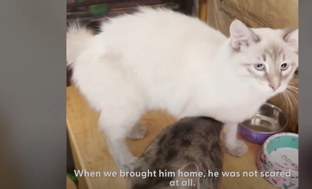 猫