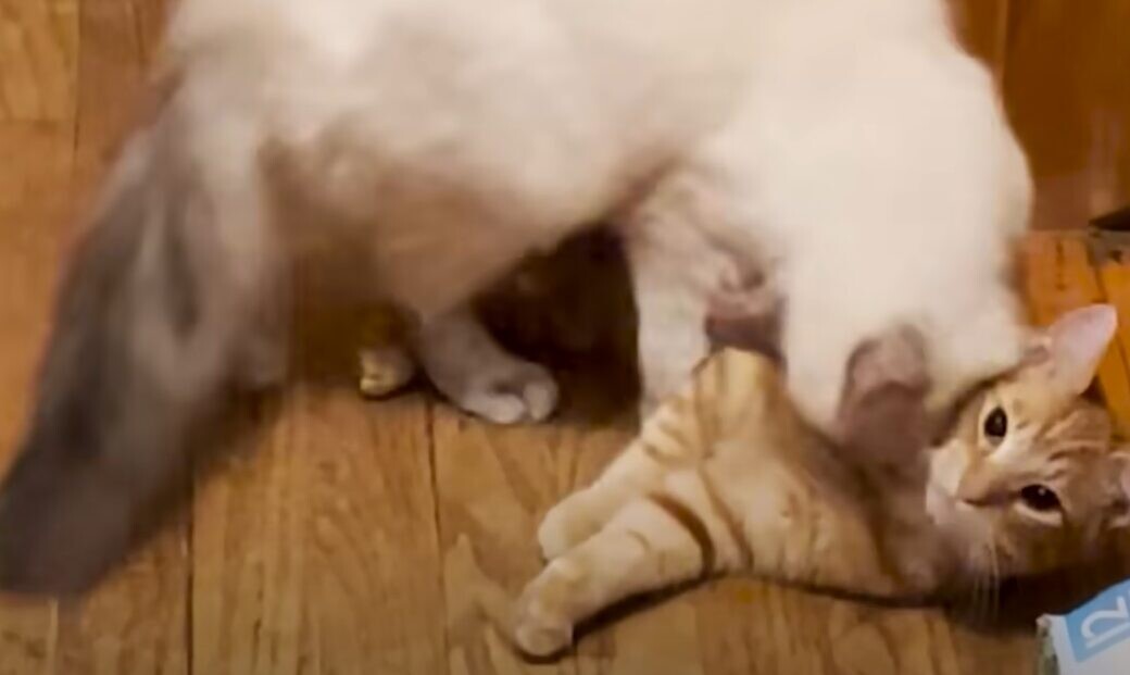 猫
