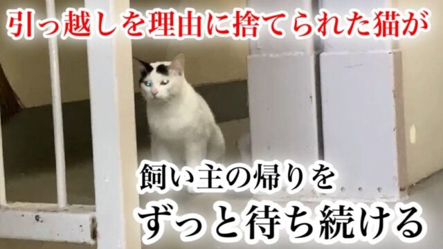 元飼い主を3ヶ月半も待ち続けた猫…「引っ越し」で置き去りにされた“健気な命”が保護されるまで