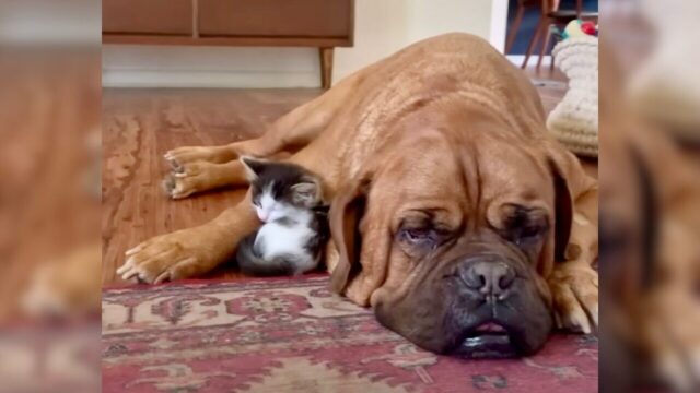 「私のママは大きなワンちゃん！」天真爛漫な保護子猫が傷ついた大型犬の心を癒す