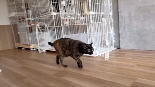 ストレスでマーキングする「親子猫」のため一軒家へ引っ越し→初めて部屋を探索する”17匹の猫たち”の反応は…？