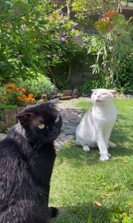 猫
