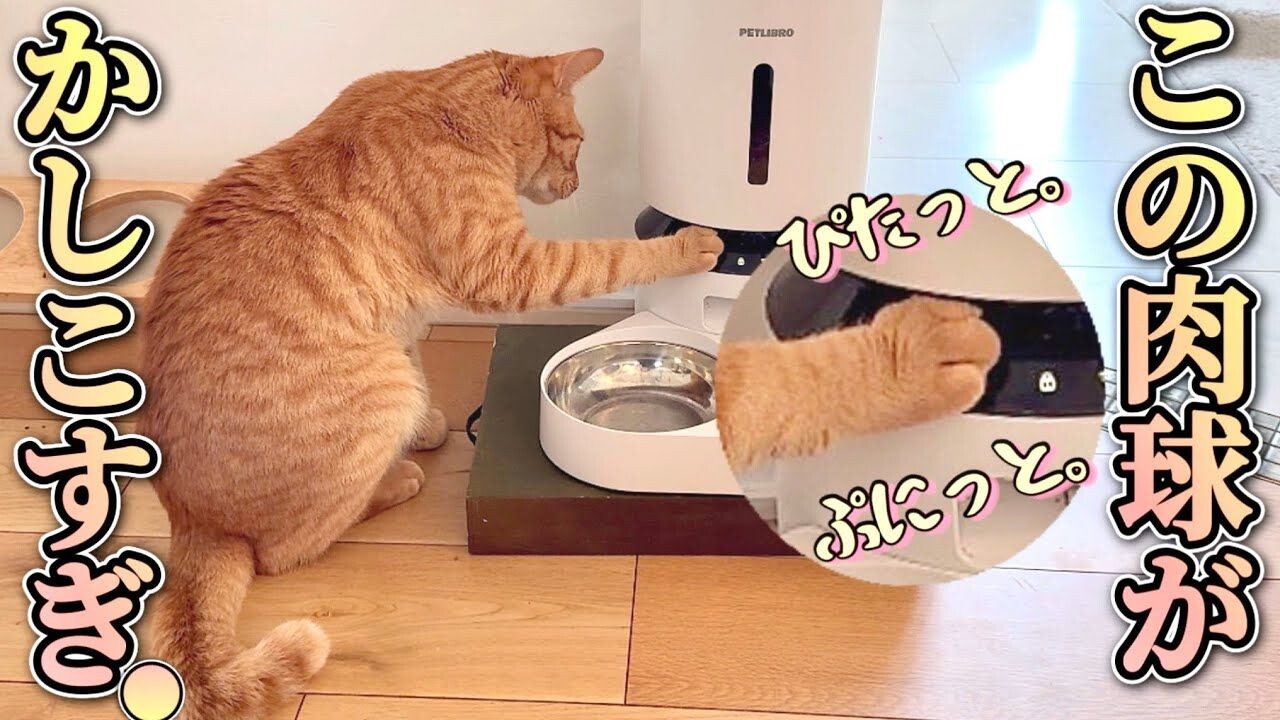 茶トラ猫が自動給餌器を完全攻略！TikTokで65万人のハートを奪った「肉