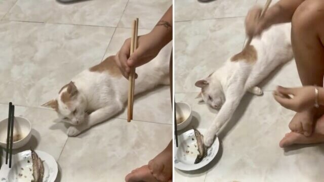 あくまで「僕は寝ています」。たぬき寝入りを貫きつつ薄目をあけてお魚をゲットする猫ちゃん