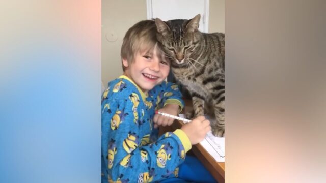 「宿題より猫と遊んで！」大きな体でとっても甘えん坊なキジトラ、宿題タイムを断固阻止！
