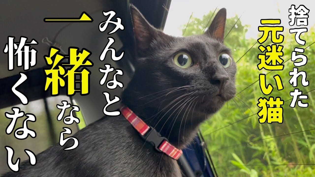 車に乗せた途端に絶叫…！「心の傷」が消えない保護猫が“深いトラウマ