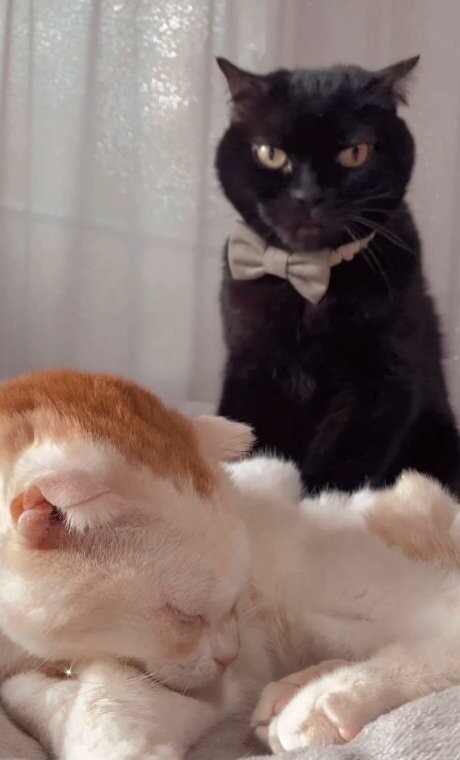 猫