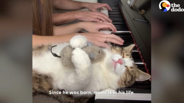 ピアノの音色をこよなく愛する猫ちゃん、生演奏をバックにお昼寝という王様のような生活