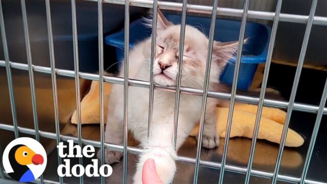「助けてニャ…」緊急レスキュー！パニック発作で動けない猫を緊急救出したある日の出来事