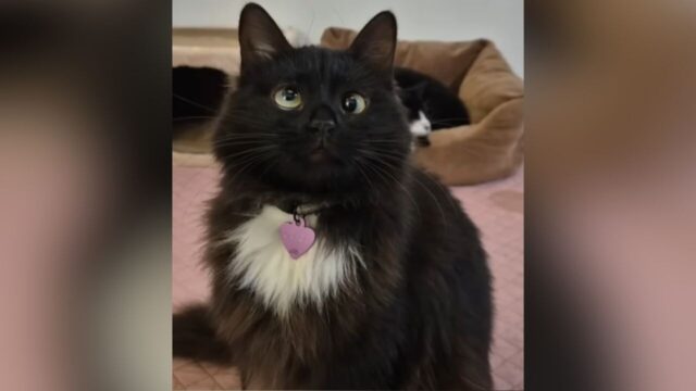 保護した猫は目に“障害”が… ハンデを抱えた保護猫と飼い主の「深い絆」に感動
