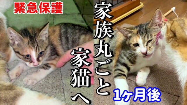 ”ガリガリな子猫”を託しに来た母猫を見て…「家族全員を家猫に」と願った飼い主の奮闘記