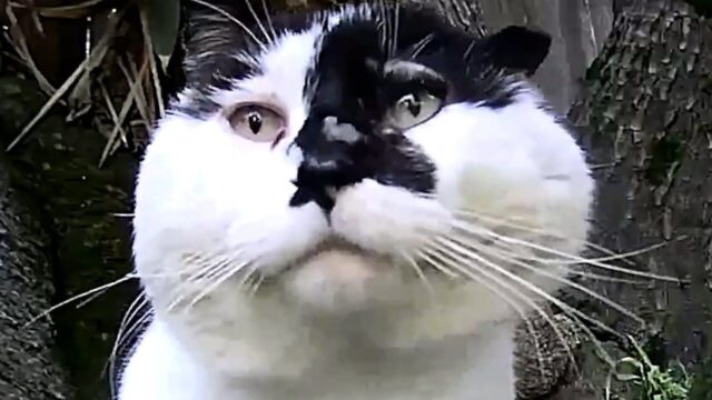 「触れられないけど、大切な家族」　野良猫のために“猫ハウス”を製作→海外発の“深い猫愛”が泣ける…
