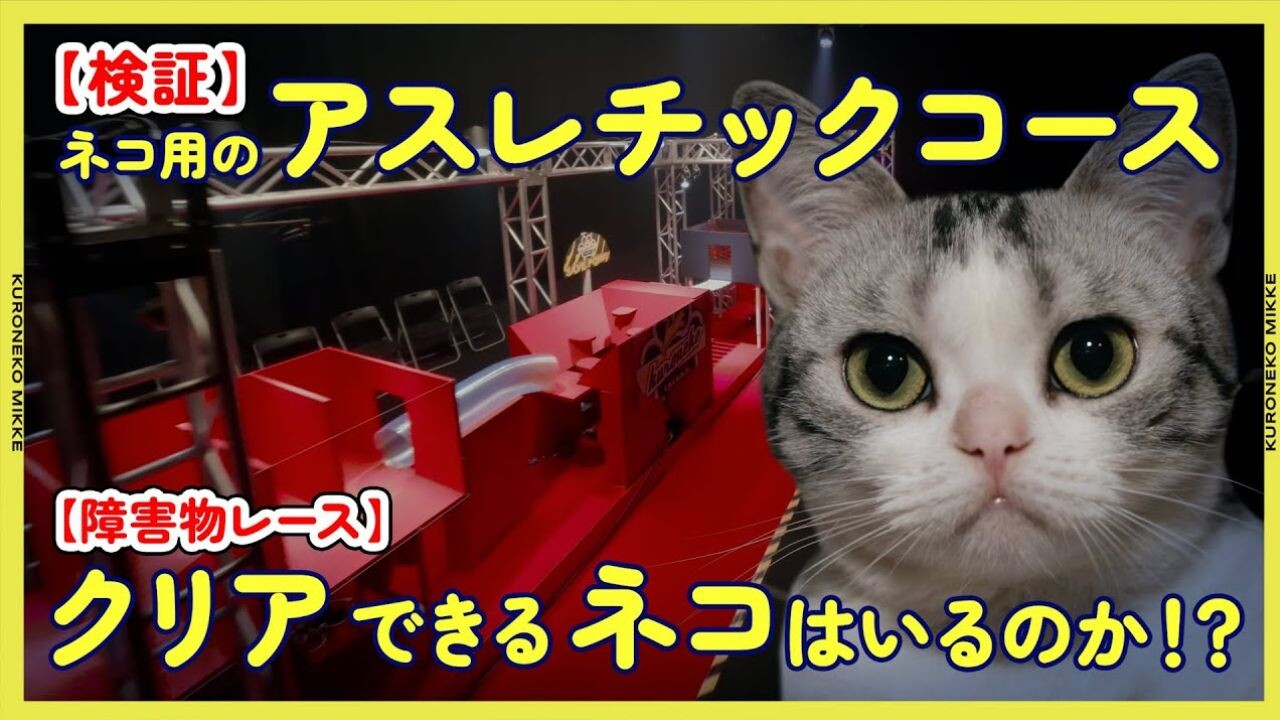 取引猫です。 最強で最高】野良ボス猫との「出会い」と「別れ」【追悼】 - YouTube