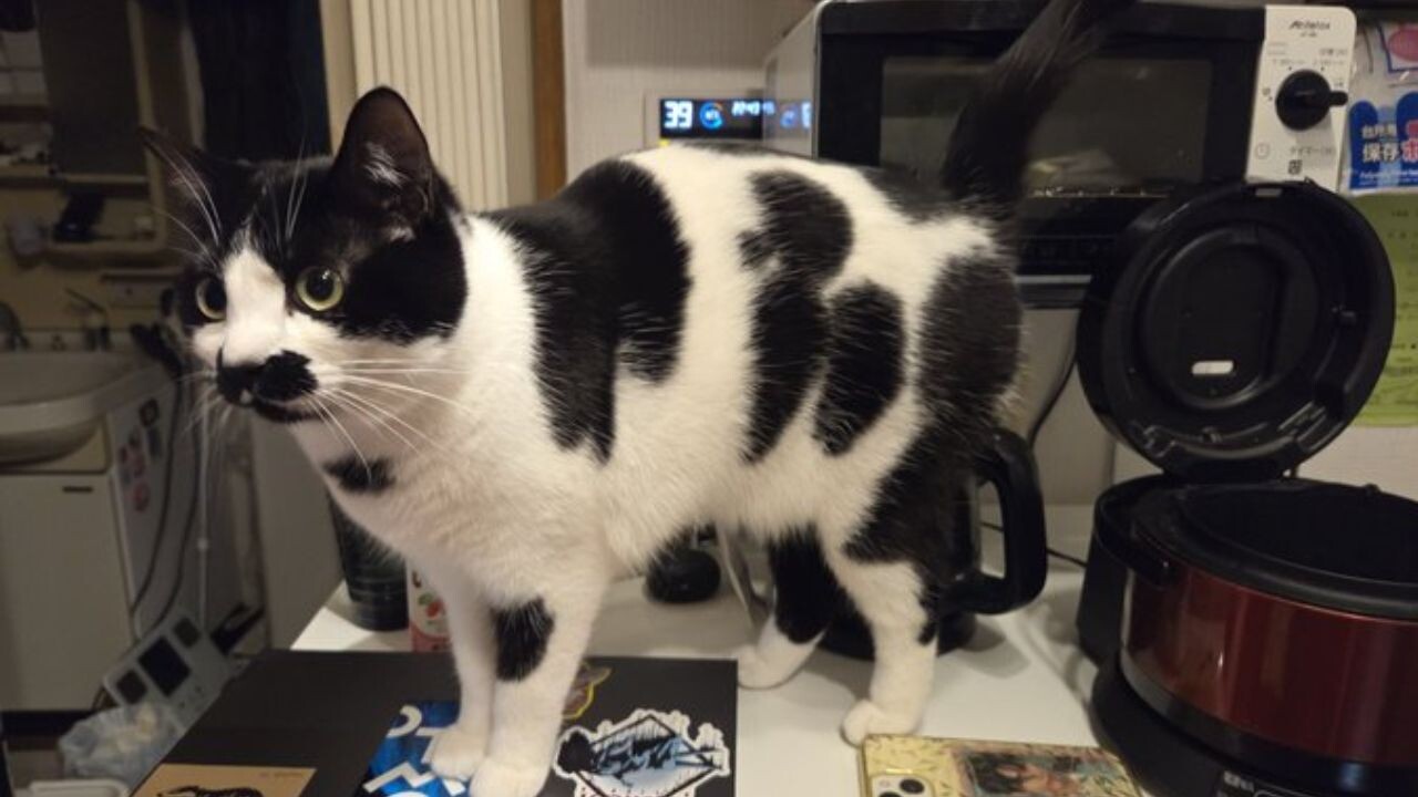 牛柄の猫が話題】キッチンへの侵入を“ドヤ顔”で誇らしげに決める姿が