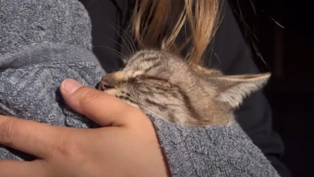【保護猫の悲しい過去】人間に4回も捨てられた猫…「生きてほしい」と願う“優しい介護の日々”に涙