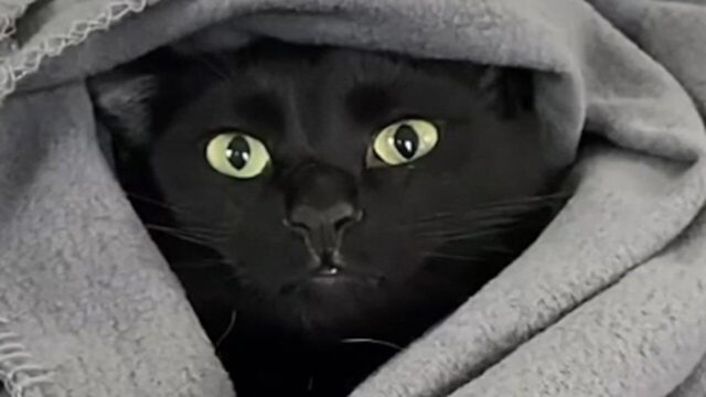 【黒猫を森で保護】話しかけると必ず“お返事”！かわいすぎる「ソプラノボイス」に癒される