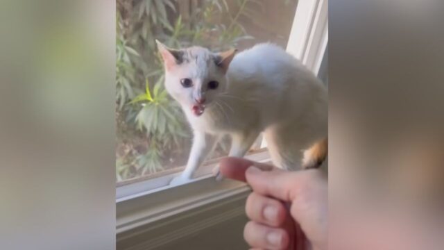 1年間ひとりぼっちで生きてきた子猫──閉ざしていた心が“人の優しさ”に触れて変わった日