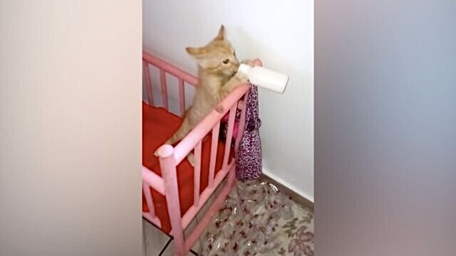 「セルフサービスでいくニャ！」ミルク大好きな子猫ちゃんがベビーベッドで一気飲み