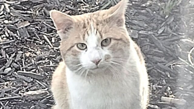 「ペットロス」から数ヶ月…愛猫を看取った飼い主が玄関先で“茶白猫の鳴き声”に驚いて