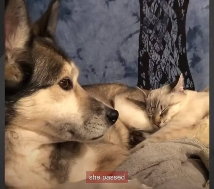 犬と猫