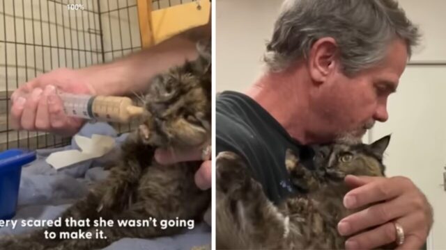 運命の飼い主さんに見つけてもらえた瀕死のサビ猫、元気になってパパ大好きな甘えん坊に！