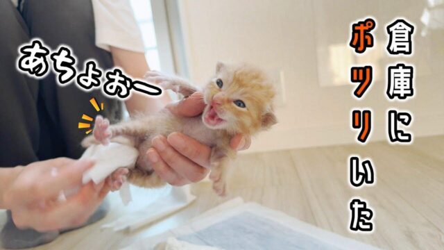 倉庫で泣いていた“ひとりぼっちの子猫を保護！お迎え1日目の「尊い記録」にほっこり