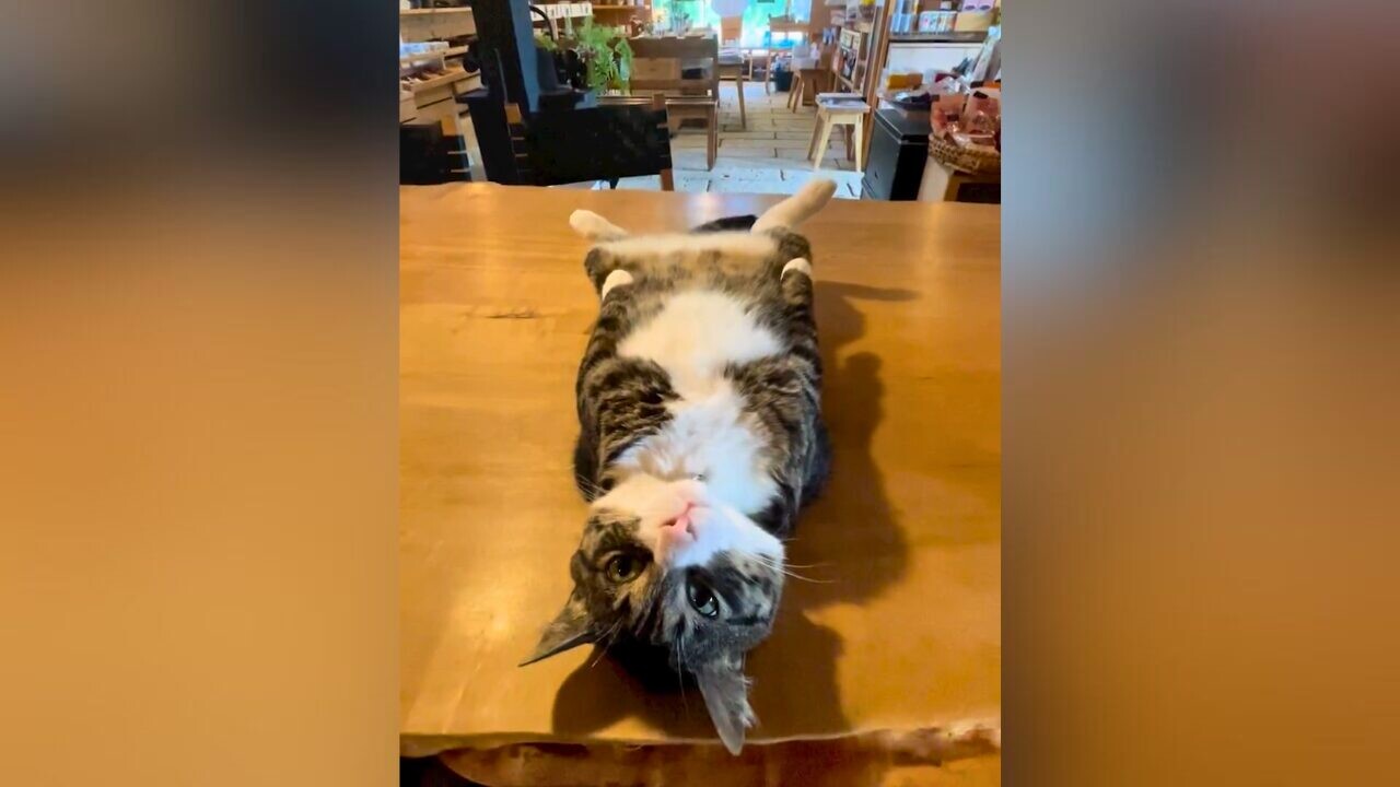 ★neko3zukiねこさんずきさん★10月25日　商品番号59 ☆neko3zukiねこさんずきさん様専用☆10月25日 商品番号