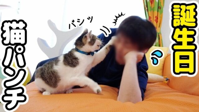 猫からの「プレゼント」に爆笑！誕生日のパパに愛猫のお世話を頼んだら“想定外の事件”が発生