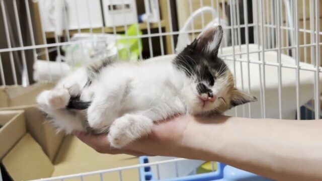 【子猫の癒しと笑い】息子さんの手のひらで熟睡→ケージに入れると「面白かわいい行動」が！