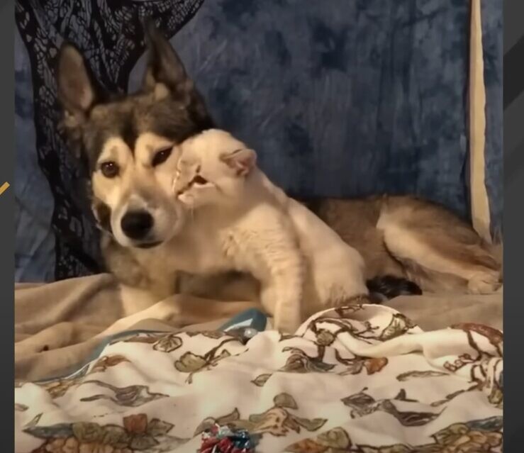 犬と猫