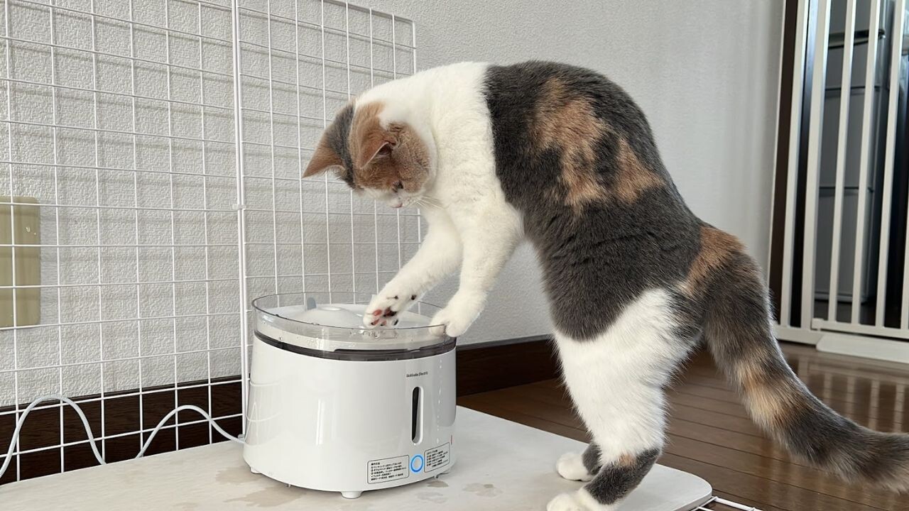 初めての”自動給水機”に猫ちゃん仰天！思わず2足立ちした「驚きの瞬間