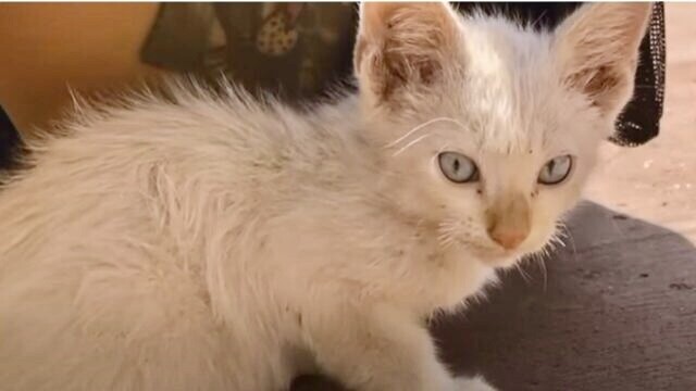 メキシコで出会った子猫との物語…ノミだらけだった白猫が“元気なイタズラ猫”に育つまで
