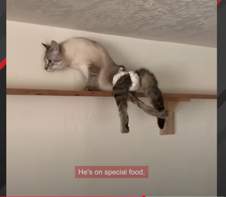 猫