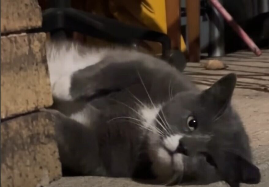 猫