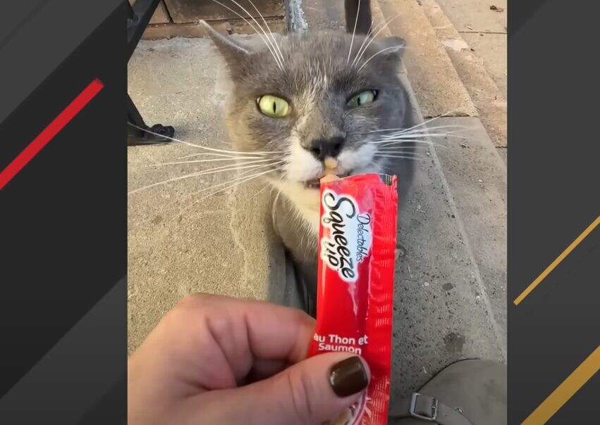 猫