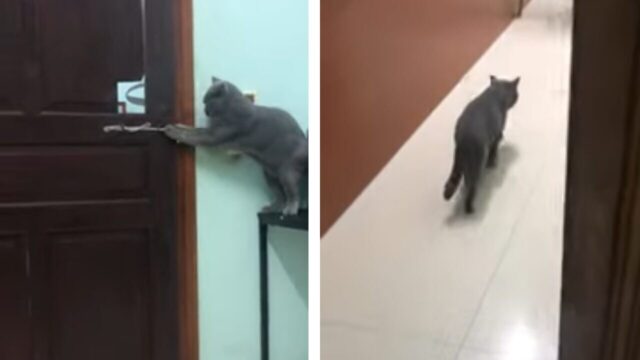 ロック解除なんて朝飯前の奇才猫ちゃん、悠々とドアを開け自由への脱出！