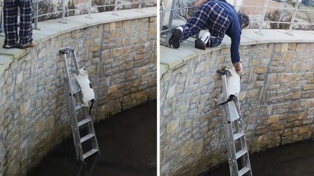 「用水路に落ちた猫を助けたい…」 隣家の男性が“はしご”で救出！ヒーローな姿に拍手喝采