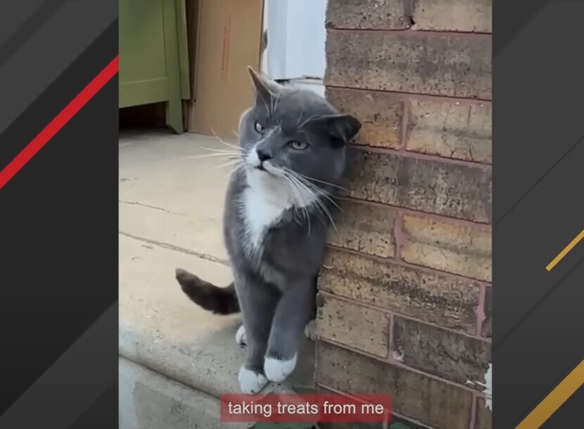 猫
