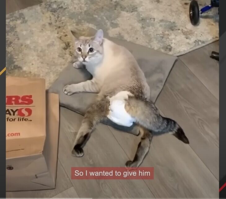 猫