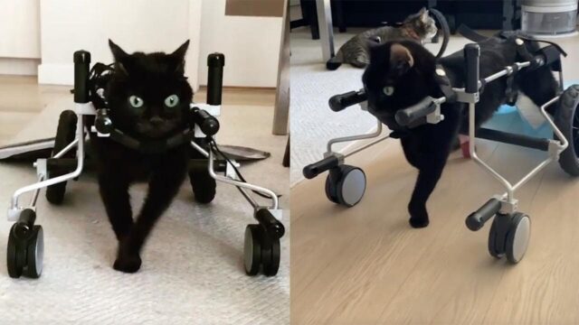 「小脳低形成症」の黒猫に”歩行器”を贈った飼い主の愛…自力で食事する姿や同居猫との日常が尊い