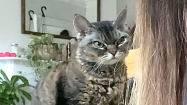 愛する飼い主を失って心を閉ざし、安楽死リストに入れられた猫…再び人間と絆を結ぶまで