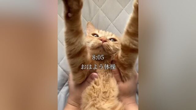 茶トラ猫の1日密着動画！爆走ランニング＆おやつおねだりがかわいすぎる