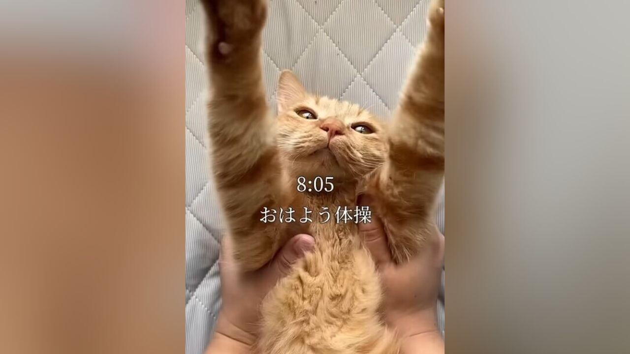 茶トラ猫（お手数おかけしたため少しお値引きいたしました） 茶トラ猫様専用（お手数おかけしたため少しお値引きいたしました）