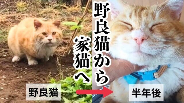 首輪の跡が残る捨て猫を保護！ボロボロだった“猫エイズの茶白猫ちゃん”が家猫になるまで