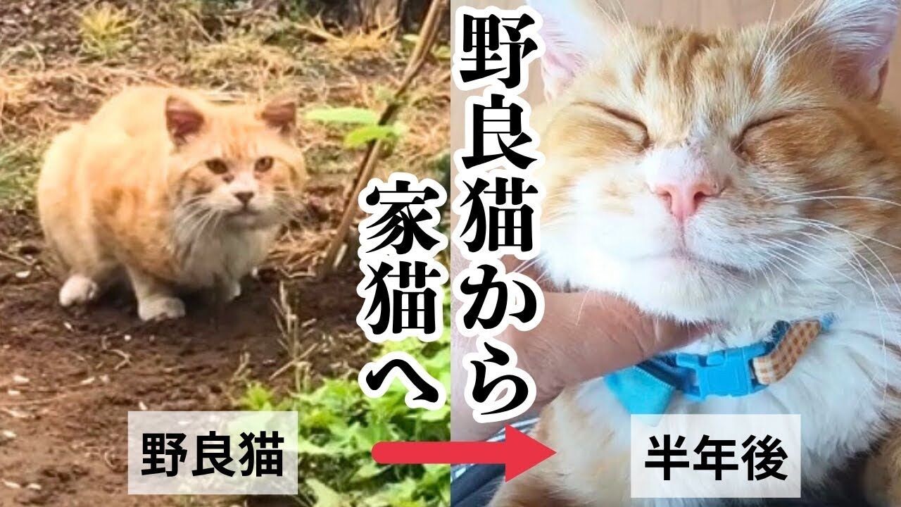 首輪の跡が残る捨て猫を保護！ボロボロだった“猫エイズの茶白猫ちゃん