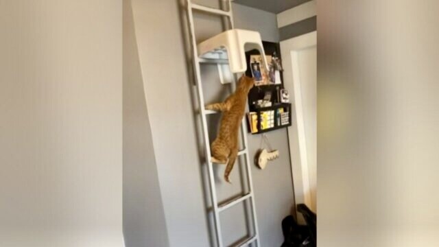 猫がロフトに登るのを防ぎたい！飼い主が考えた「侵入対策」→愛猫の”賢い行動”に仰天