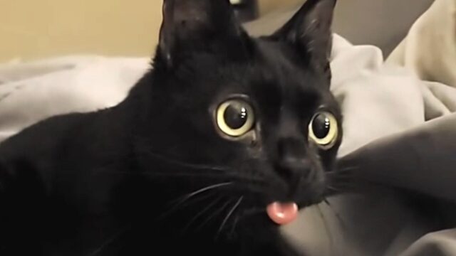 小柄だけど超絶パワフル！身体にあふれんばかりのエネルギーを秘める小猫症を抱えるおキャット様