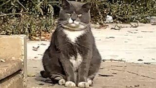 猫